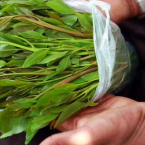 Khat