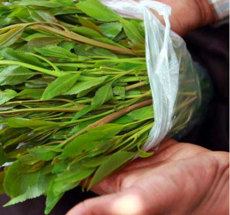 Buy khat online 10g – fresh khat for sale